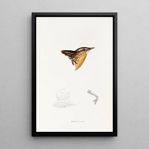 Een overzicht van de vogels van Australië en aangrenzende eilanden Pl30 - Elizabeth Gould — ingelijst kunstwerk aan de muur