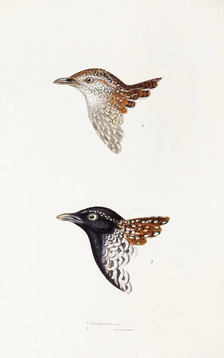 Elizabeth Gould - A synopsis of the birds of Australia and the adjacent Islands Pl31.webp
