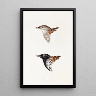 Elizabeth Gould - A synopsis of the birds of Australia and the adjacent Islands Pl31.webp