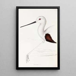 Elizabeth Gould - A synopsis of the birds of Australia and the adjacent Islands Pl33.webp