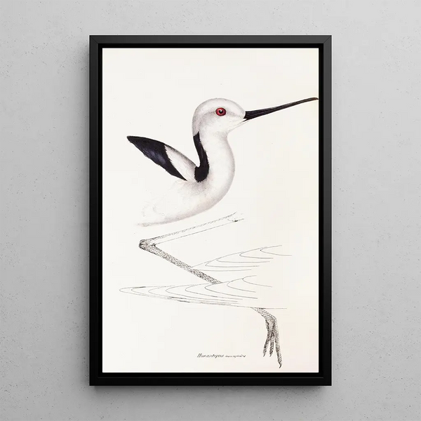 Un synopsis des oiseaux d'Australie et des îles adjacentes Pl34 - Elizabeth Gould — ingelijst kunstwerk aan de muur