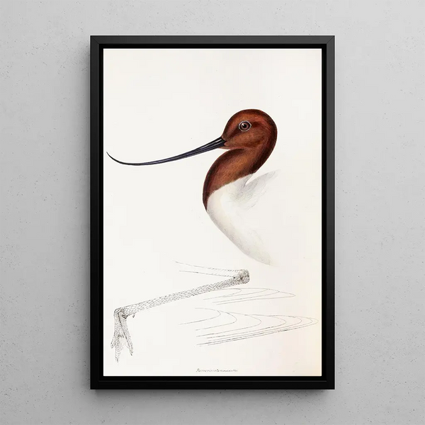 Un synopsis des oiseaux d'Australie et des îles adjacentes Pl35 - Elizabeth Gould — ingelijst kunstwerk aan de muur