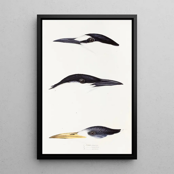 Een overzicht van de vogels van Australië en de aangrenzende eilanden Pl37 - Elizabeth Gould — ingelijst kunstwerk aan de muur