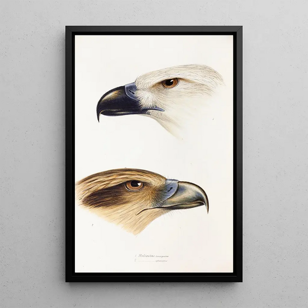 Een overzicht van de vogels van Australië en de aangrenzende eilanden Pl39 - Elizabeth Gould — ingelijst kunstwerk aan de muur