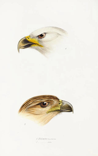 Elizabeth Gould - A synopsis of the birds of Australia and the adjacent Islands Pl40.webp