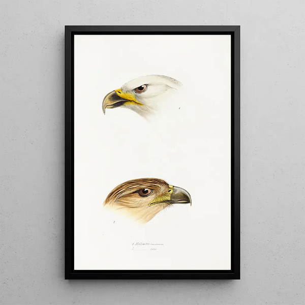 Een overzicht van de vogels van Australië en de aangrenzende eilanden Pl40 - Elizabeth Gould — ingelijst kunstwerk aan de muur