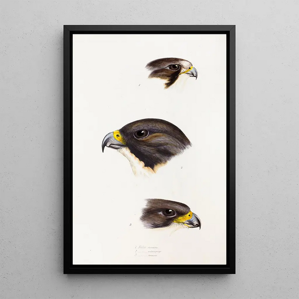 Un synopsis des oiseaux d'Australie et des îles adjacentes Pl42 - Elizabeth Gould — ingelijst kunstwerk aan de muur