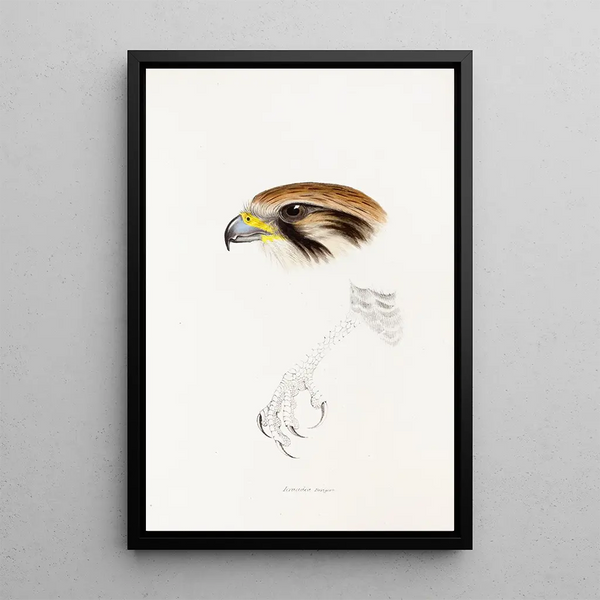Een overzicht van de vogels van Australië en de aangrenzende eilanden Pl43 - Elizabeth Gould — ingelijst kunstwerk aan de muur