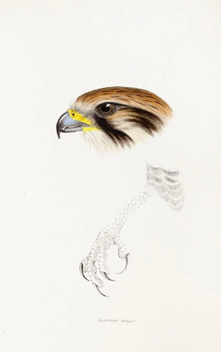 Elizabeth Gould - A synopsis of the birds of Australia and the adjacent Islands Pl43.webp