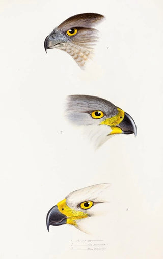 Elizabeth Gould - A synopsis of the birds of Australia and the adjacent Islands Pl44.webp