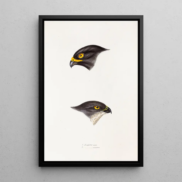 Un synopsis des oiseaux d'Australie et des îles adjacentes Pl45 - Elizabeth Gould — ingelijst kunstwerk aan de muur
