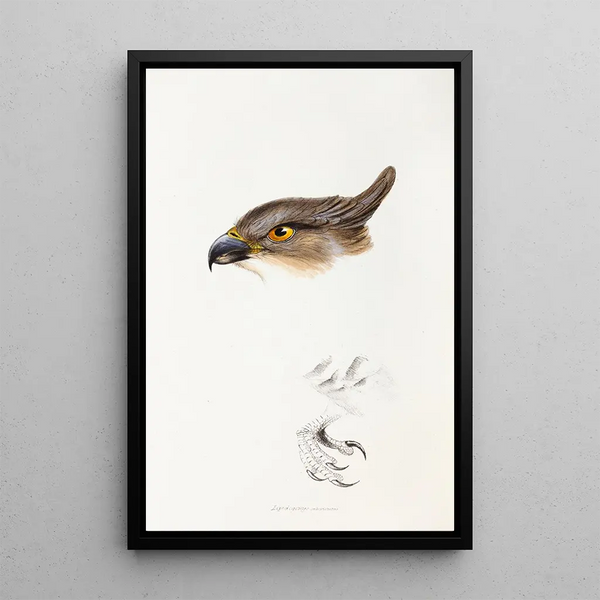 Een overzicht van de vogels van Australië en aangrenzende eilanden Pl46 - Elizabeth Gould — ingelijst kunstwerk aan de muur