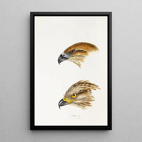 Een overzicht van de vogels van Australië en de aangrenzende eilanden Pl47 - Elizabeth Gould — ingelijst kunstwerk aan de muur