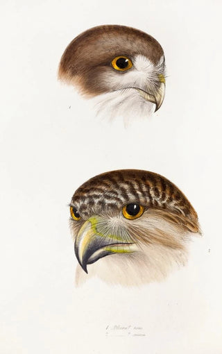 Elizabeth Gould - A synopsis of the birds of Australia and the adjacent Islands Pl49.webp