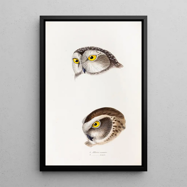 Een overzicht van de vogels van Australië en de aangrenzende eilanden Pl50 - Elizabeth Gould — ingelijst kunstwerk aan de muur