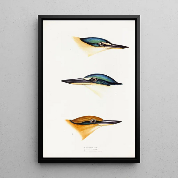Een overzicht van de vogels van Australië en de aangrenzende eilanden Pl53 - Elizabeth Gould — ingelijst kunstwerk aan de muur