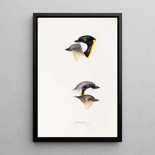 Een overzicht van de vogels van Australië en de aangrenzende eilanden Pl54 - Elizabeth Gould — ingelijst kunstwerk aan de muur