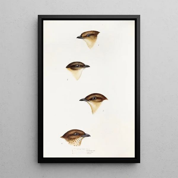Een overzicht van de vogels van Australië en de aangrenzende eilanden Pl55 - Elizabeth Gould — ingelijst kunstwerk aan de muur
