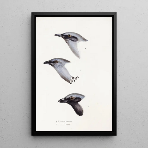 Een overzicht van de vogels van Australië en de aangrenzende eilanden Pl57 - Elizabeth Gould — ingelijst kunstwerk aan de muur