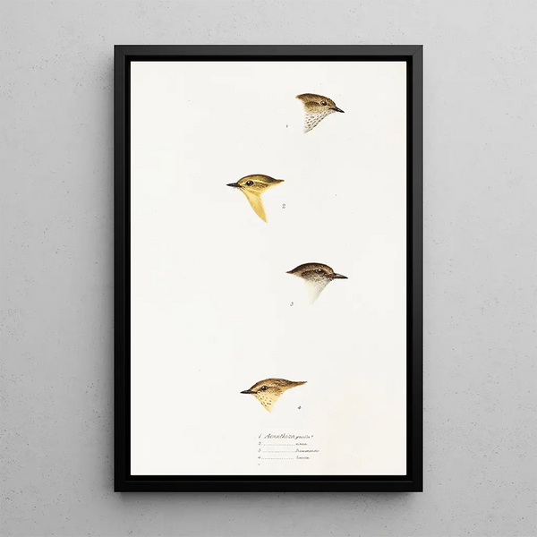 Een overzicht van de vogels van Australië en de aangrenzende eilanden Pl59 - Elizabeth Gould — ingelijst kunstwerk aan de muur