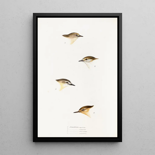 Een overzicht van de vogels van Australië en de aangrenzende eilanden Pl60 - Elizabeth Gould — ingelijst kunstwerk aan de muur