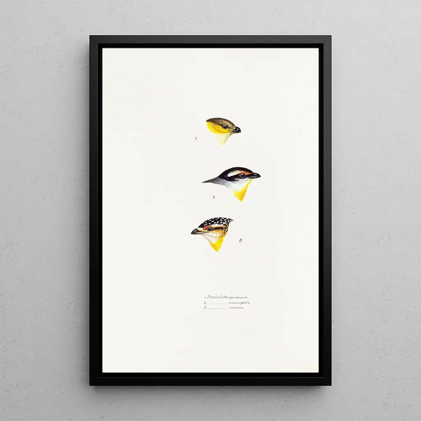 Een overzicht van de vogels van Australië en de aangrenzende eilanden Pl62 - Elizabeth Gould — ingelijst kunstwerk aan de muur