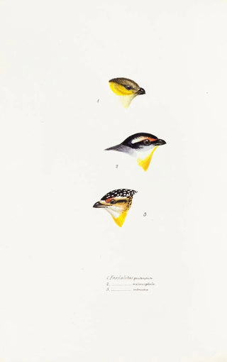 Elizabeth Gould - A synopsis of the birds of Australia and the adjacent Islands Pl62.webp