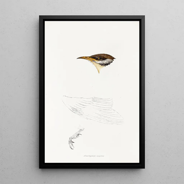 Een overzicht van de vogels van Australië en de aangrenzende eilanden Pl69 - Elizabeth Gould — ingelijst kunstwerk aan de muur