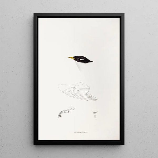 Een overzicht van de vogels van Australië en de aangrenzende eilanden Pl71 - Elizabeth Gould — ingelijst kunstwerk aan de muur