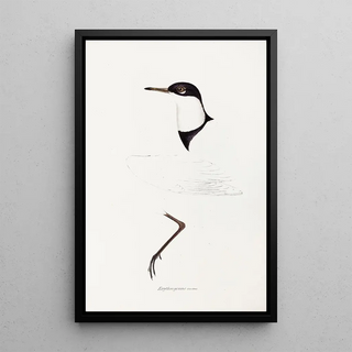 Elizabeth Gould - A synopsis of the birds of Australia and the adjacent Islands Pl73.webp