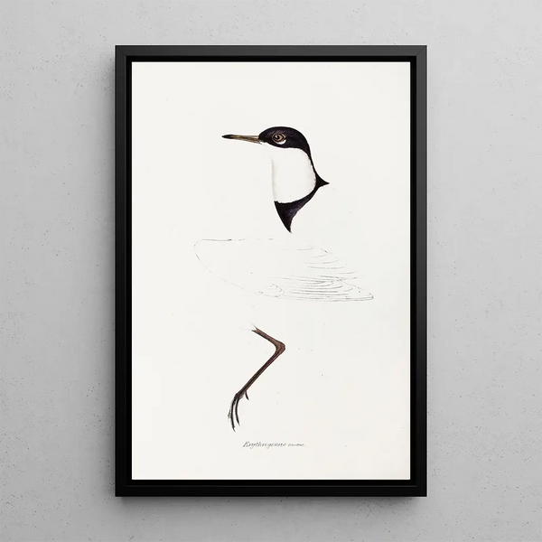 Een overzicht van de vogels van Australië en de aangrenzende eilanden Pl73 - Elizabeth Gould — ingelijst kunstwerk aan de muur