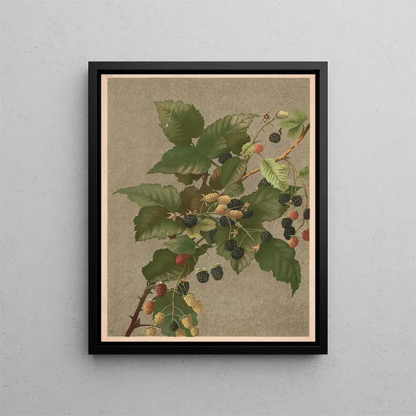 Ellen Fisher - Blackberries.webp