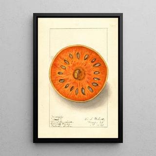 Ellen Isham Schutt - Aegle marmelos.webp