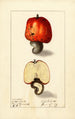 Anacardium occidentale - Ellen Isham Schutt — weergave van het kunstwerk