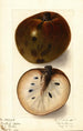 Annona reticulata - Ellen Isham Schutt — weergave van het kunstwerk