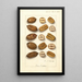 Carya illinoinensis - Ellen Isham Schutt — ingelijst kunstwerk aan de muur