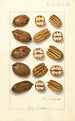 Carya illinoinensis - Ellen Isham Schutt — weergave van het kunstwerk