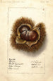 Castanea Boone - Ellen Isham Schutt — weergave van het kunstwerk