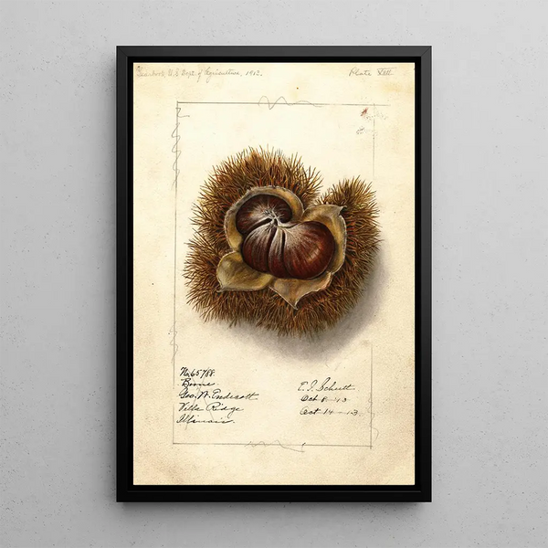 Ellen Isham Schutt - Castanea Boone.webp