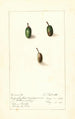 Chrysophyllum cainito - Ellen Isham Schutt — weergave van het kunstwerk