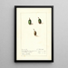 Chrysophyllum cainito - Ellen Isham Schutt — ingelijst kunstwerk aan de muur