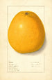 Agrumes - Ellen Isham Schutt — weergave van het kunstwerk