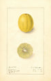 Citrus aurantiifolia Cameron - Ellen Isham Schutt — weergave van het kunstwerk