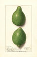 Citrus aurantiifolia Lisbon - Ellen Isham Schutt — weergave van het kunstwerk