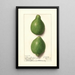 Citrus aurantiifolia Lisbon - Ellen Isham Schutt — ingelijst kunstwerk aan de muur