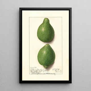 Ellen Isham Schutt - Citrus aurantiifolia Lisbon.webp