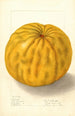 Citrus grandis To Yuzu - Ellen Isham Schutt — weergave van het kunstwerk