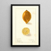 Citrus limon - Ellen Isham Schutt — ingelijst kunstwerk aan de muur