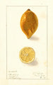 Citrus limon - Ellen Isham Schutt — weergave van het kunstwerk