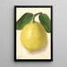 Citrus limon American Wonder - Ellen Isham Schutt — ingelijst kunstwerk aan de muur